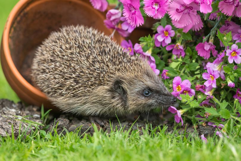 Gardeners urged to make one simple change to entice hedgehogs into ...
