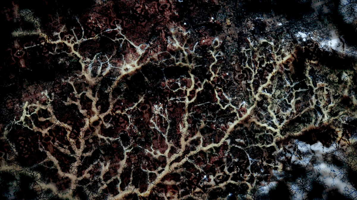 When T rex died out, another monster moved in – meet D rex, a 65-million-year-old fungal giant with one of the world's tallest fruiting bodies
