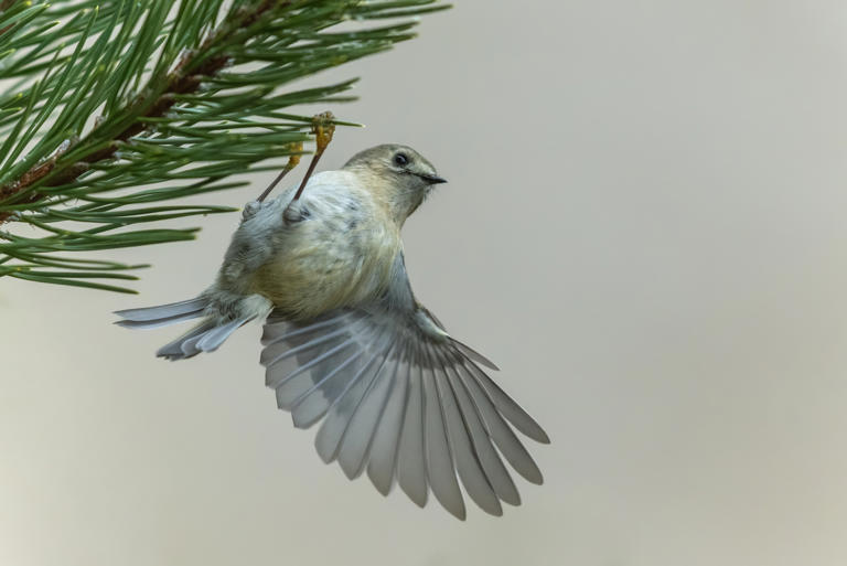 The UK's smallest bird weighs less than a 20p coin but it is a lot ...