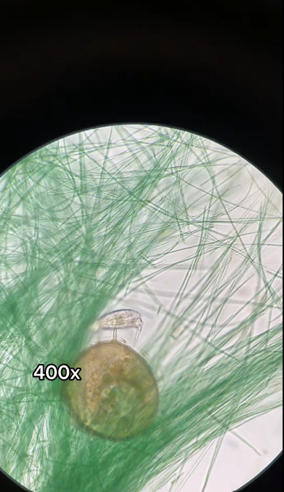 The fascinating world of Oscillatoria under a microscope