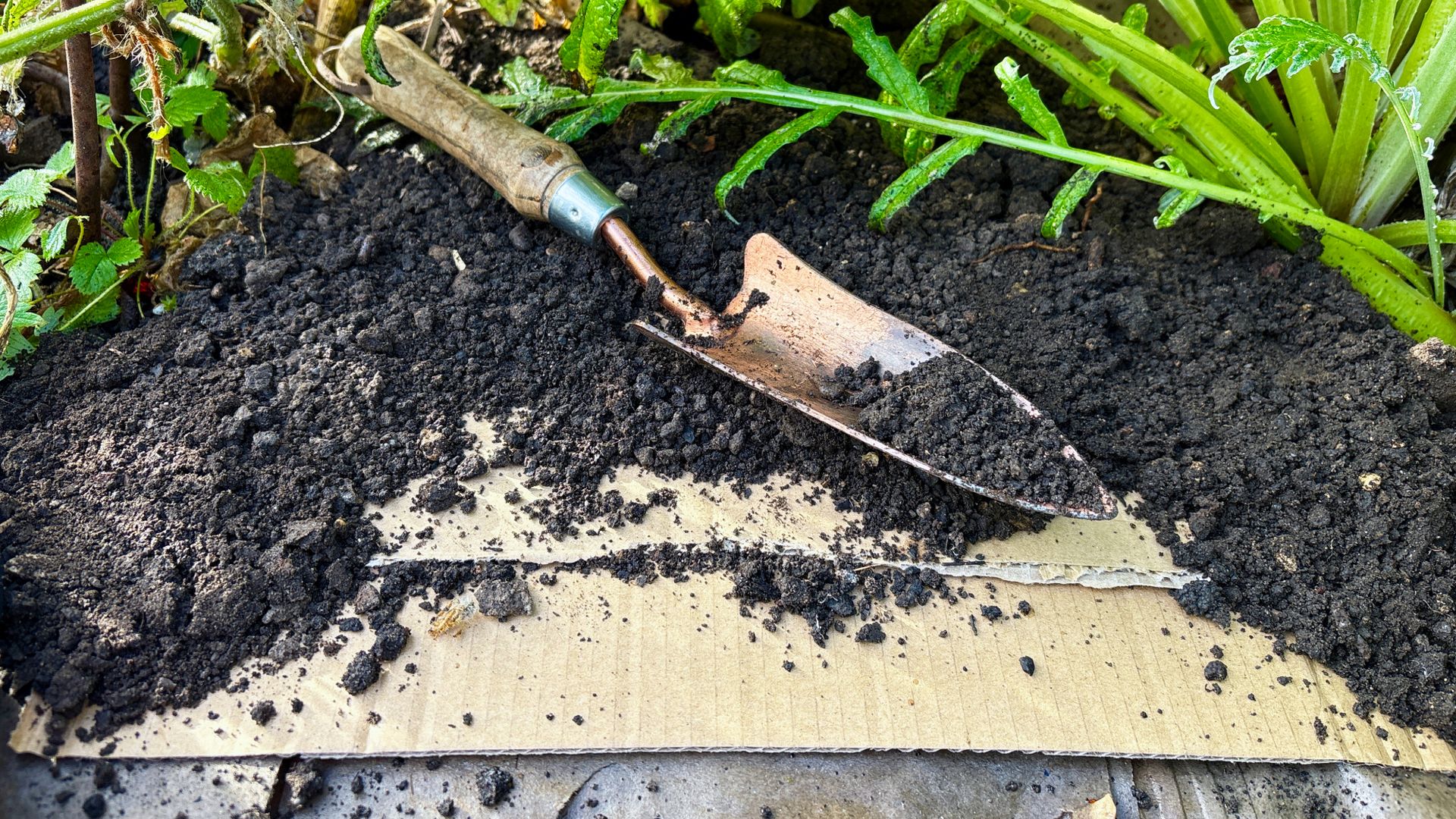 I mulched my veggie bed with cardboard and enjoyed a bumper harvest ...