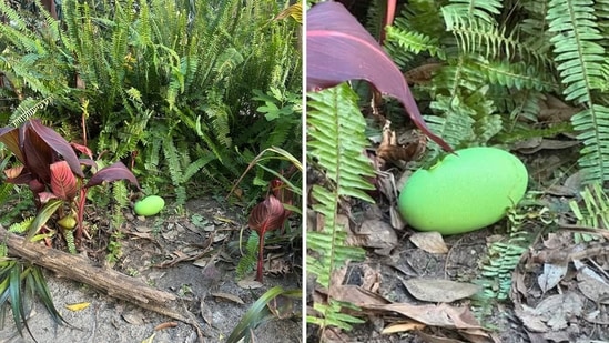 Australian Zoo celebrates its first cassowary egg since 1992, featuring ...