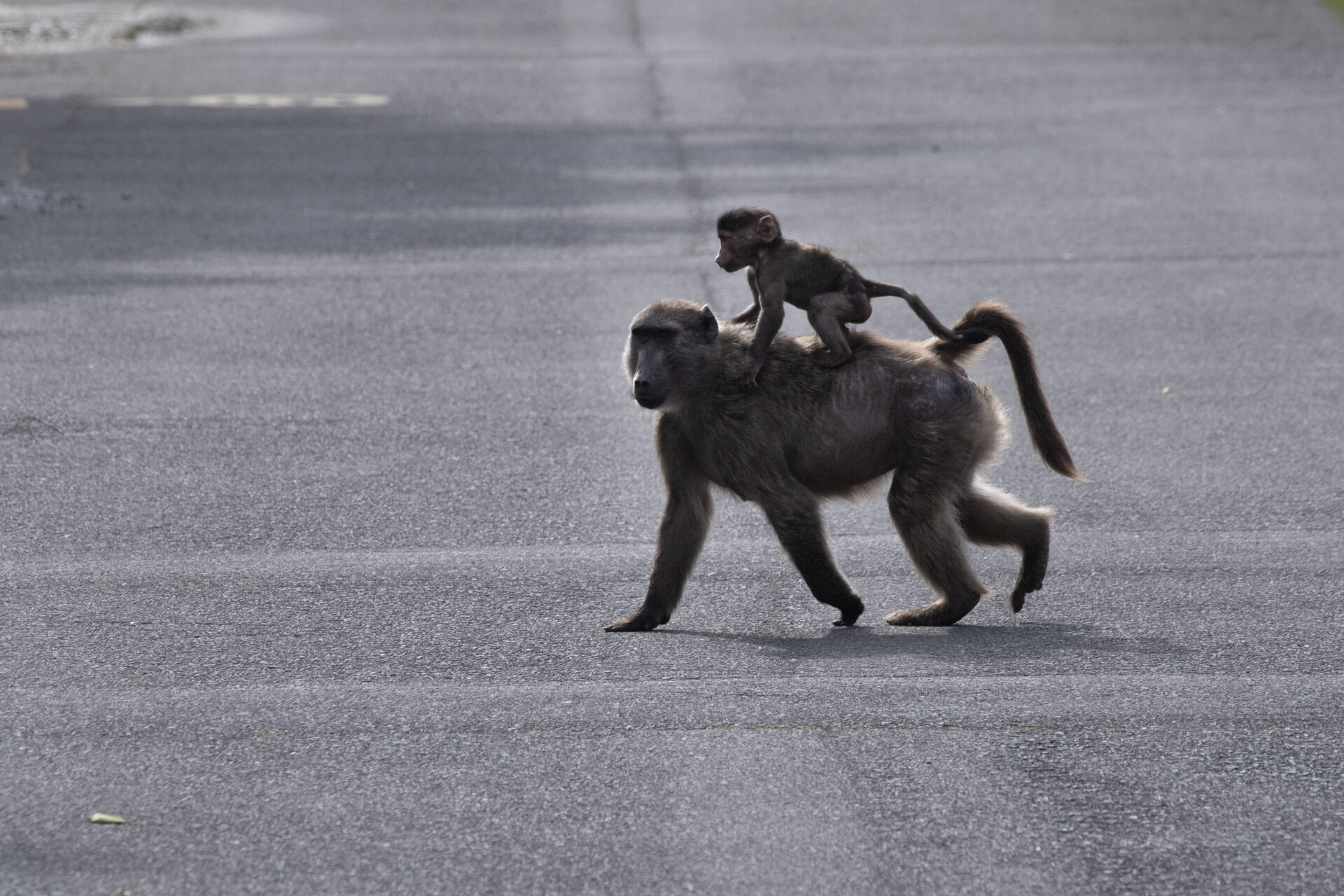 The controversial battle of Cape Town against the baboons
