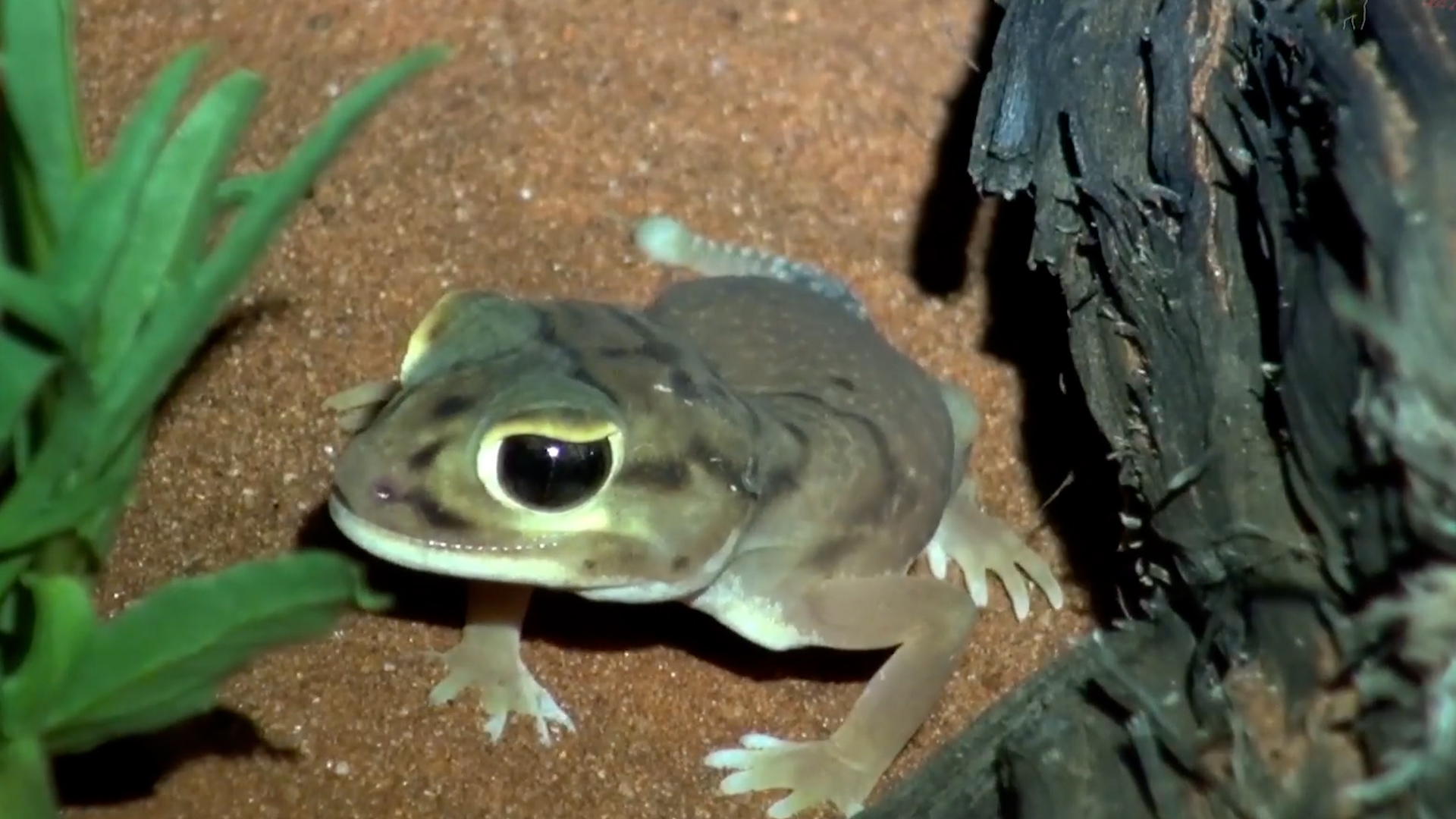 The creatures that glow at night | Scorpions, geckos and spiders