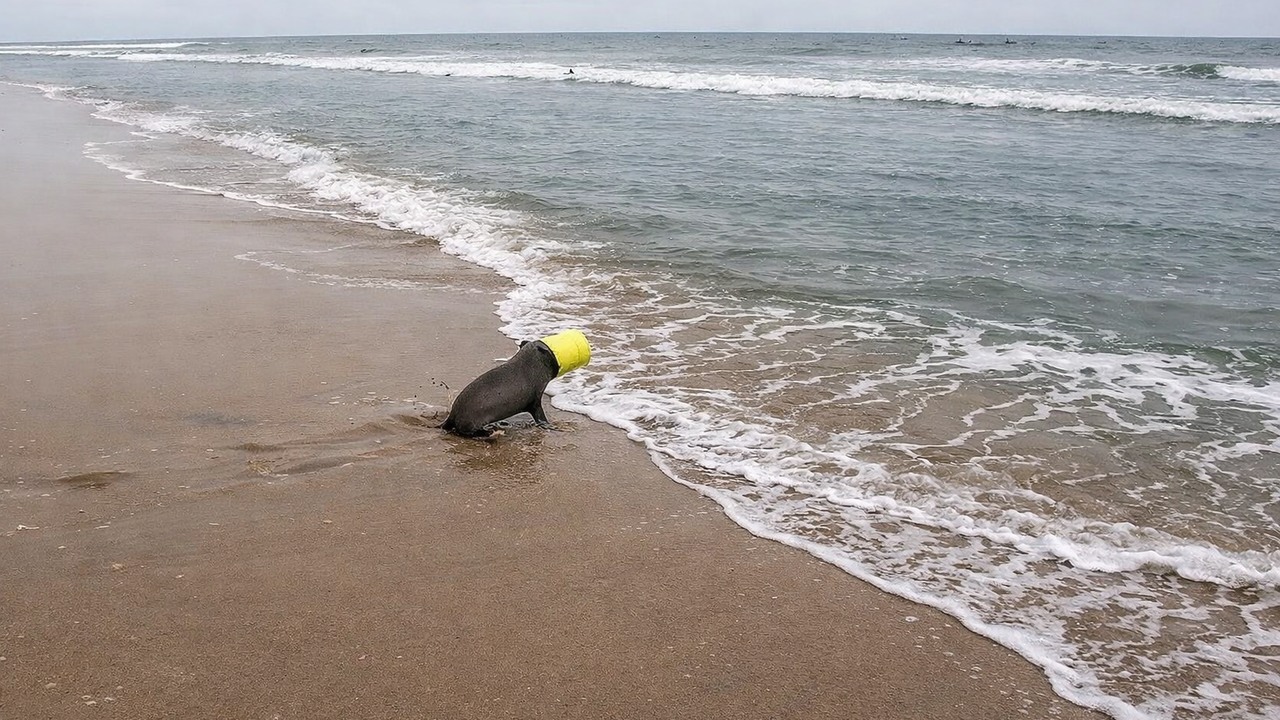 This seal needed help from an almost invisible entanglement — even ...