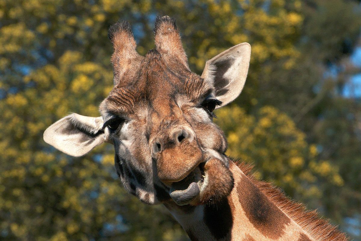 Giraffes wander onto Skukuza Golf Club – watch