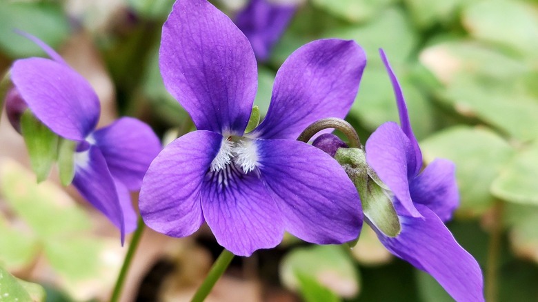 The ultimate guide to using violets in the kitchen