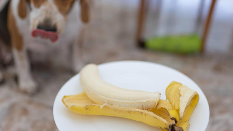 Wrinkly Shar-Pei pit bull mix puppy tries a banana for the first time ...