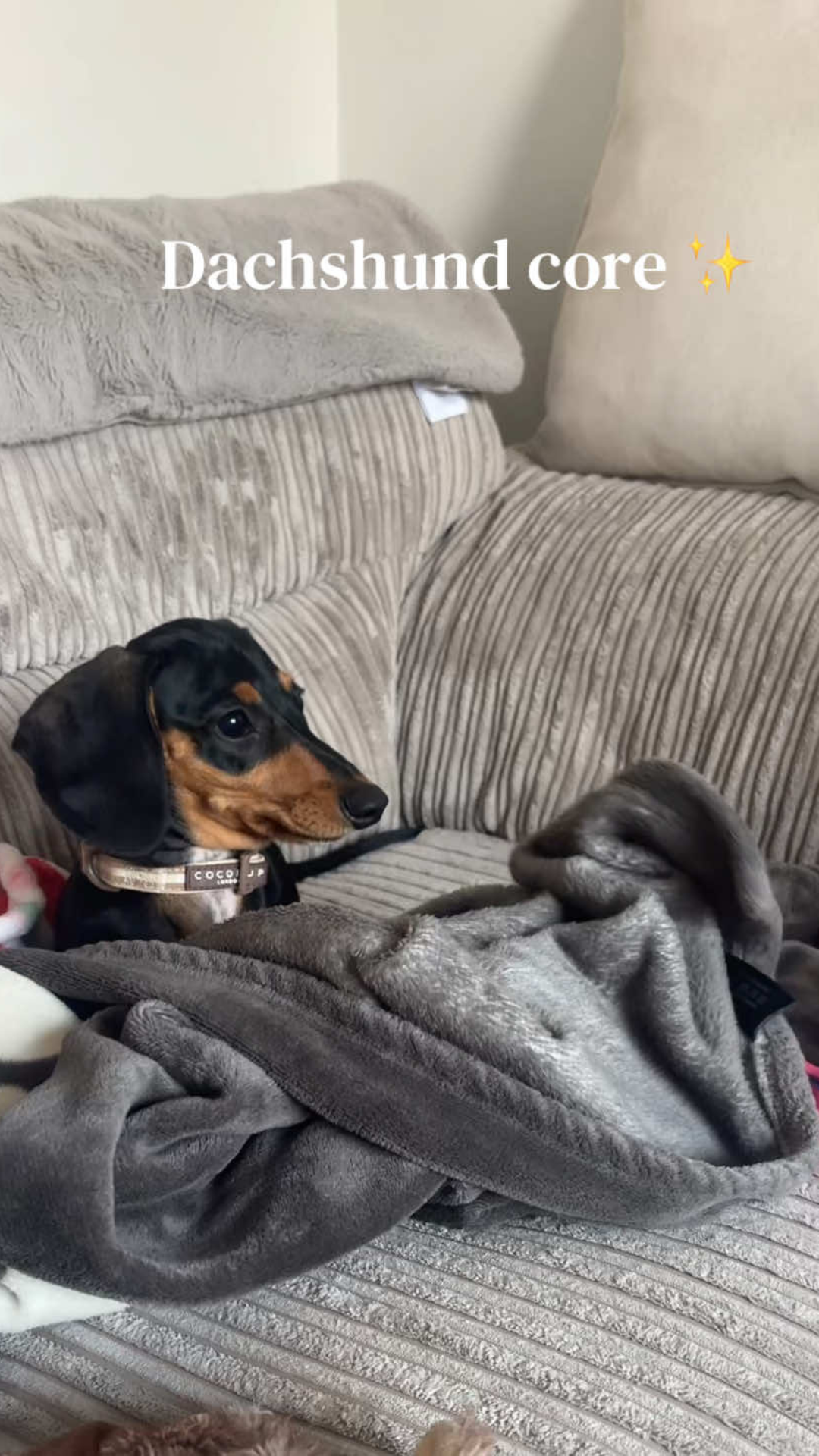 Mini dachshund playtime with tunnels and soft blankets