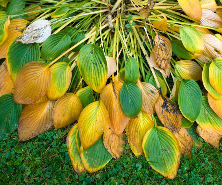 What to do with your hostas in October – 6 simple tasks for lush ...