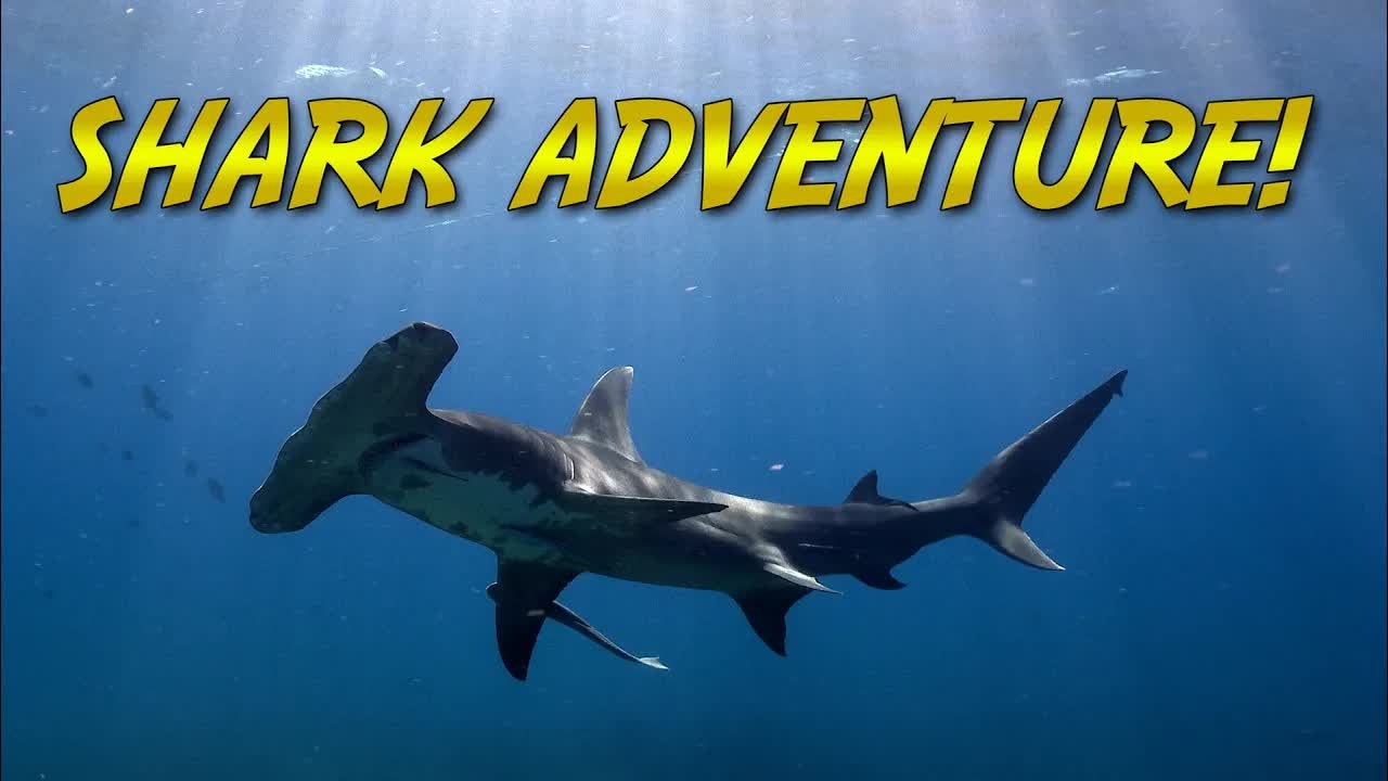 Coyote Peterson jumped into a pile of sharks - then a huge tiger shark ...