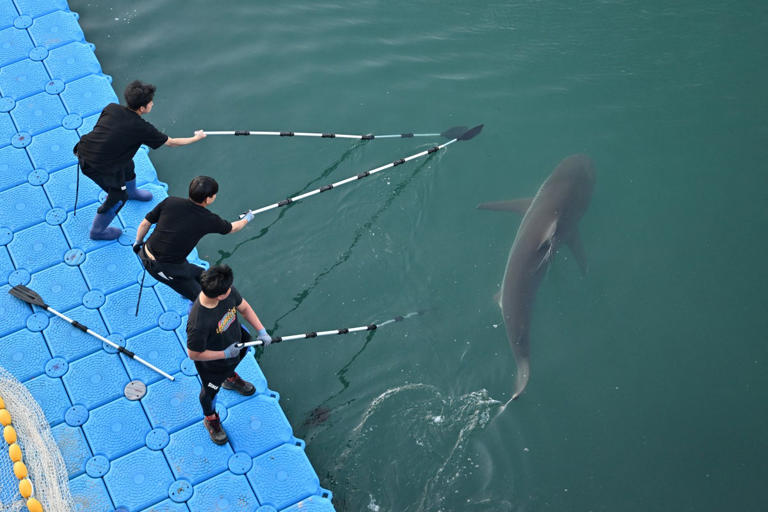 South Korea succeeds in 3rd attempt to move trapped shark out of canal