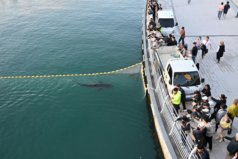 South Korea succeeds in 3rd attempt to move trapped shark out of canal