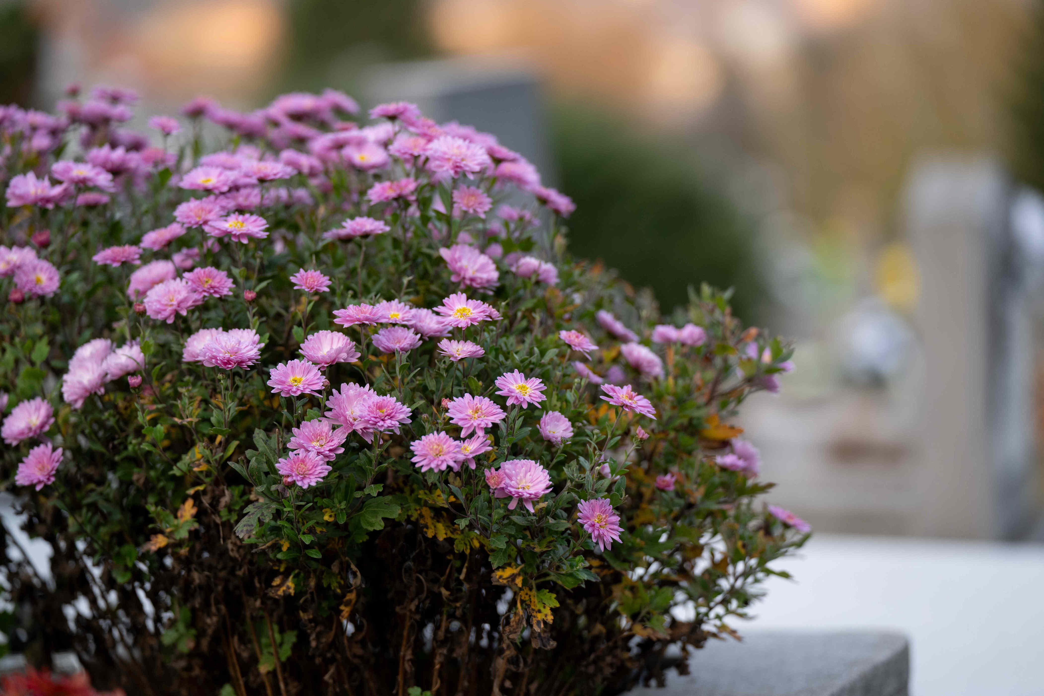 How to revive a dying mum plant before fall blooms fade for good