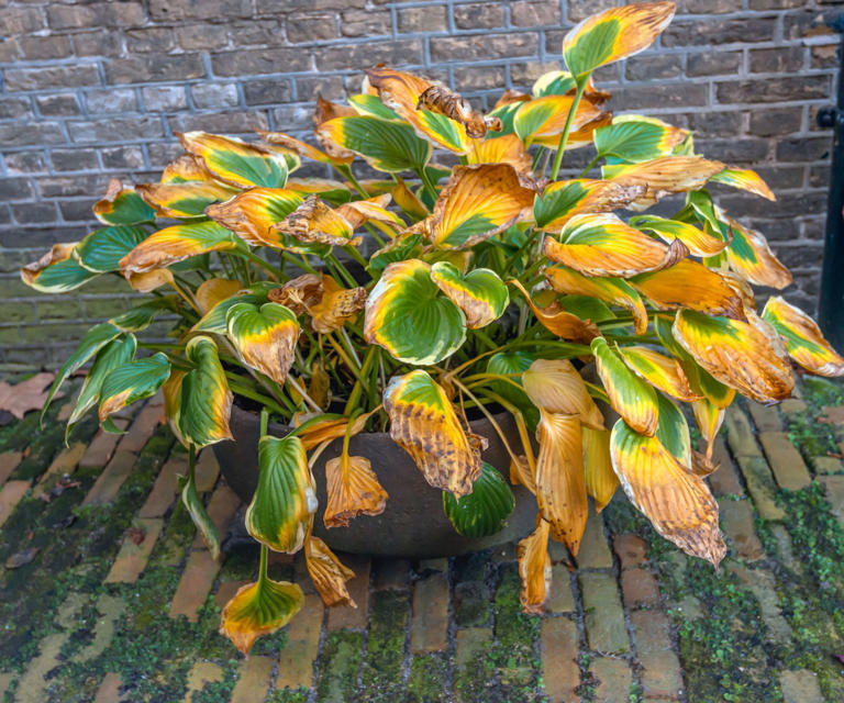 What to do with your hostas in October – 6 simple tasks for lush ...