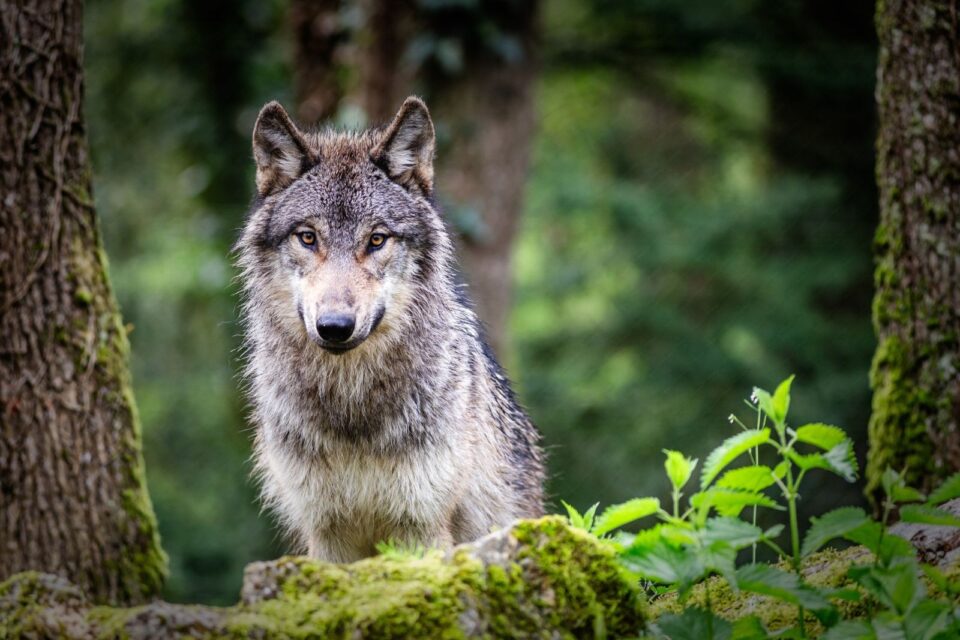 In 1995, 14 wolves were released into Yellowstone. Three decades later ...