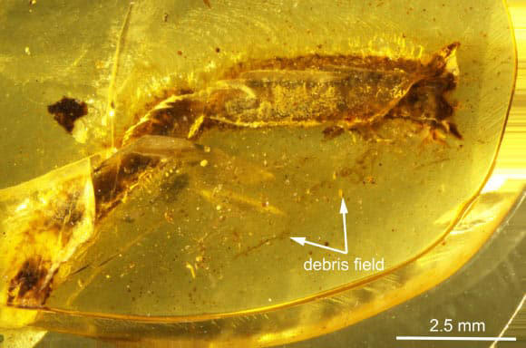 What was hidden inside this 99-million-year-old piece of amber is ...