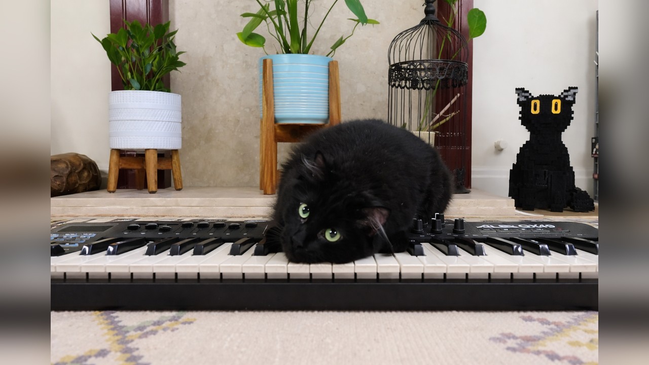 Curious cats step onto an oversized piano