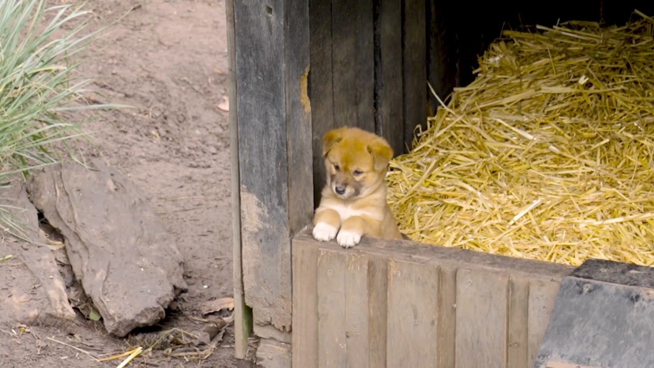 Six baby dingoes are growing up together - and every single one is a ...