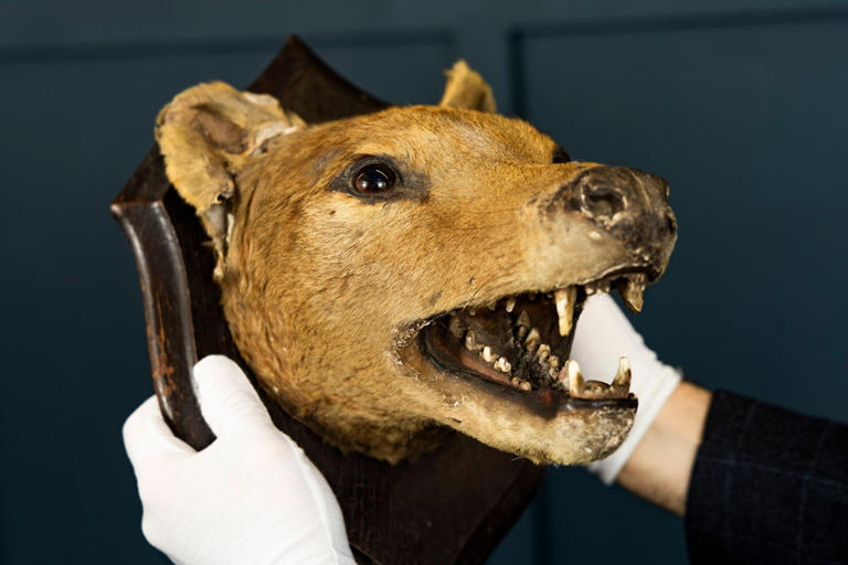 Extinct tiger head found under bed after only one in existence sold for ...
