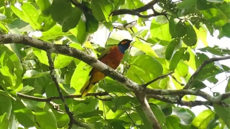 'Lost' bird photographed for first time in 13 years in Ivory Coast