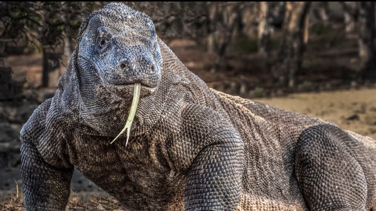 A giant lizard, a jungle unicorn and other creatures that proved some ...