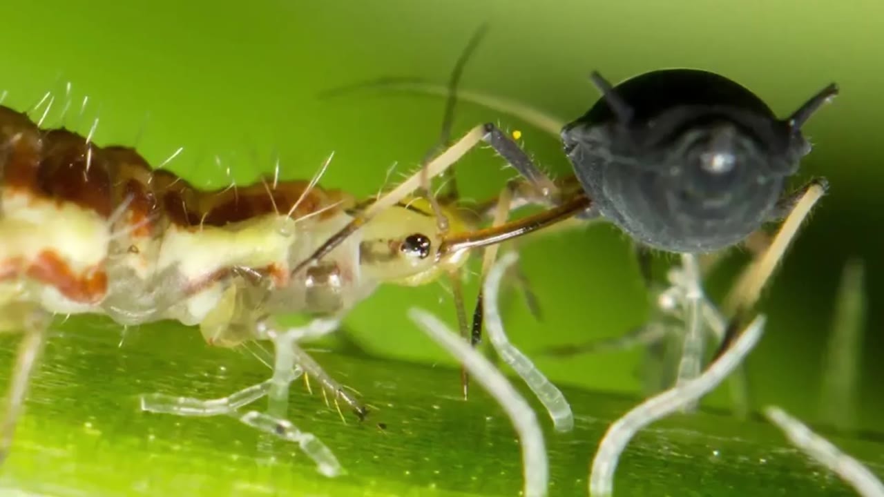 Some stink bugs hunt garden pests - and venom helps them do it