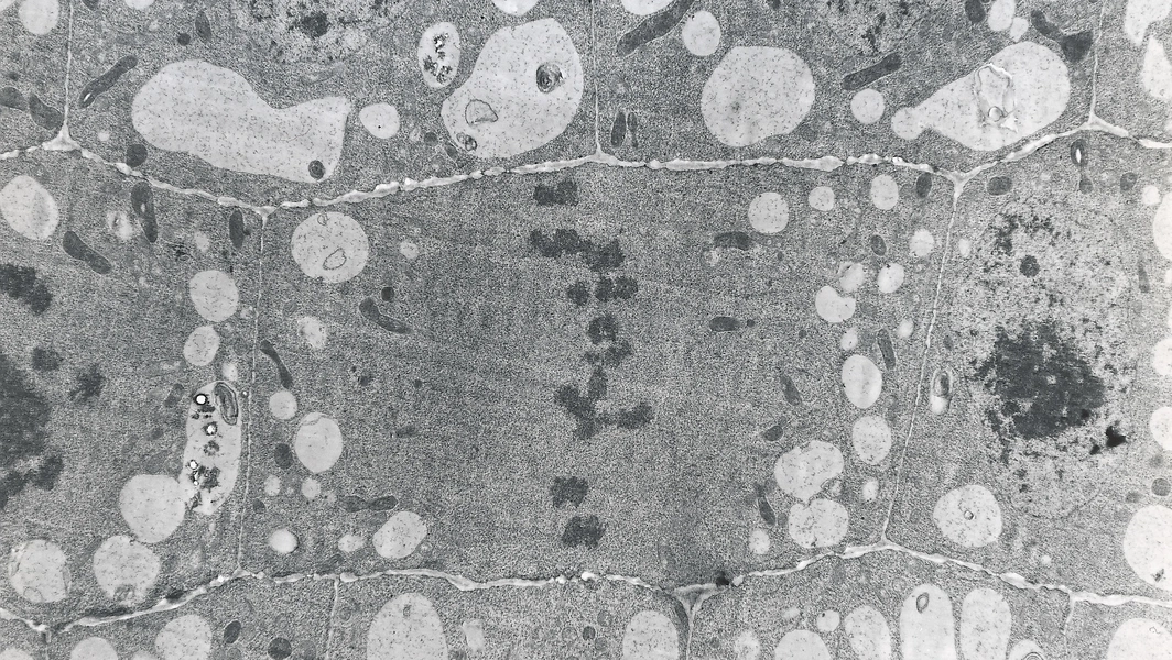 Cell structures and processes explained