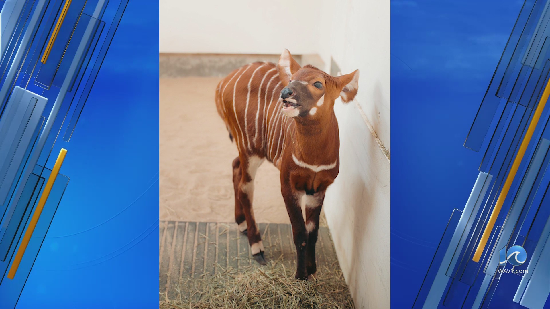 Virginia Zoo celebrates birth of Eastern mountain bongo calf