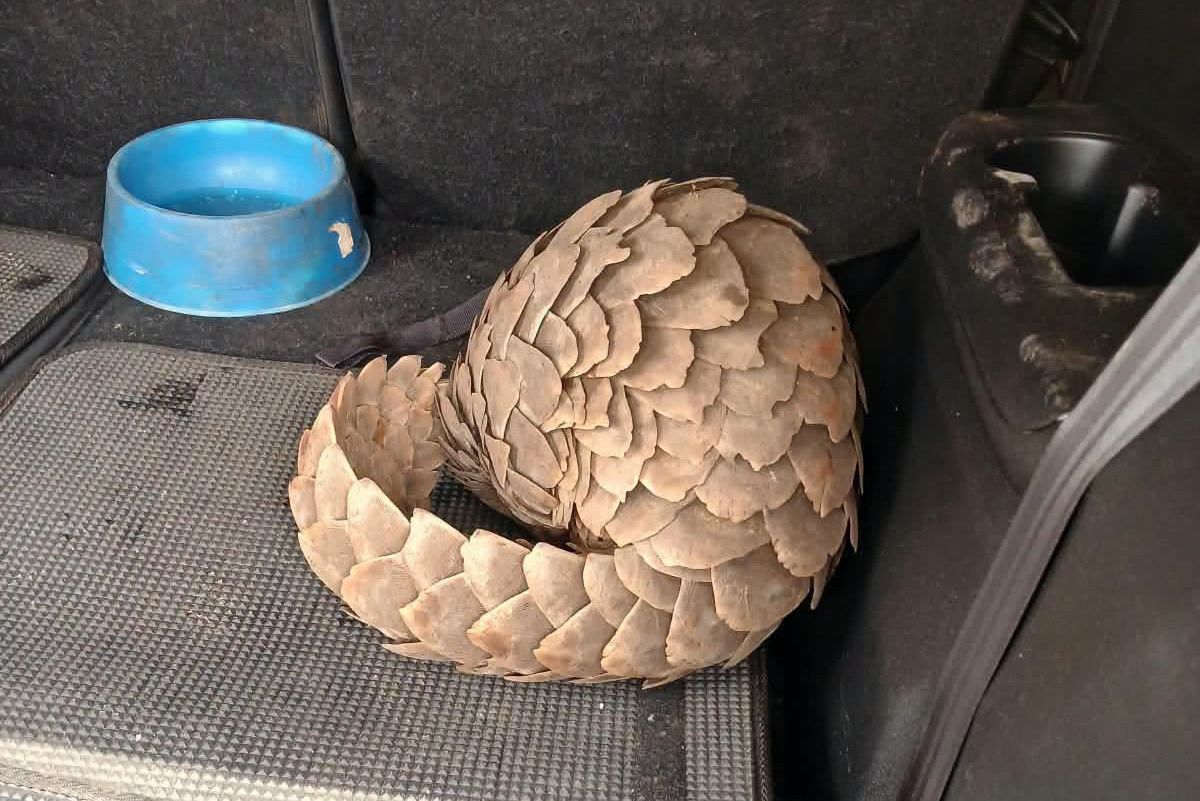Hawks arrest five suspects in R500 000 pangolin trade sting
