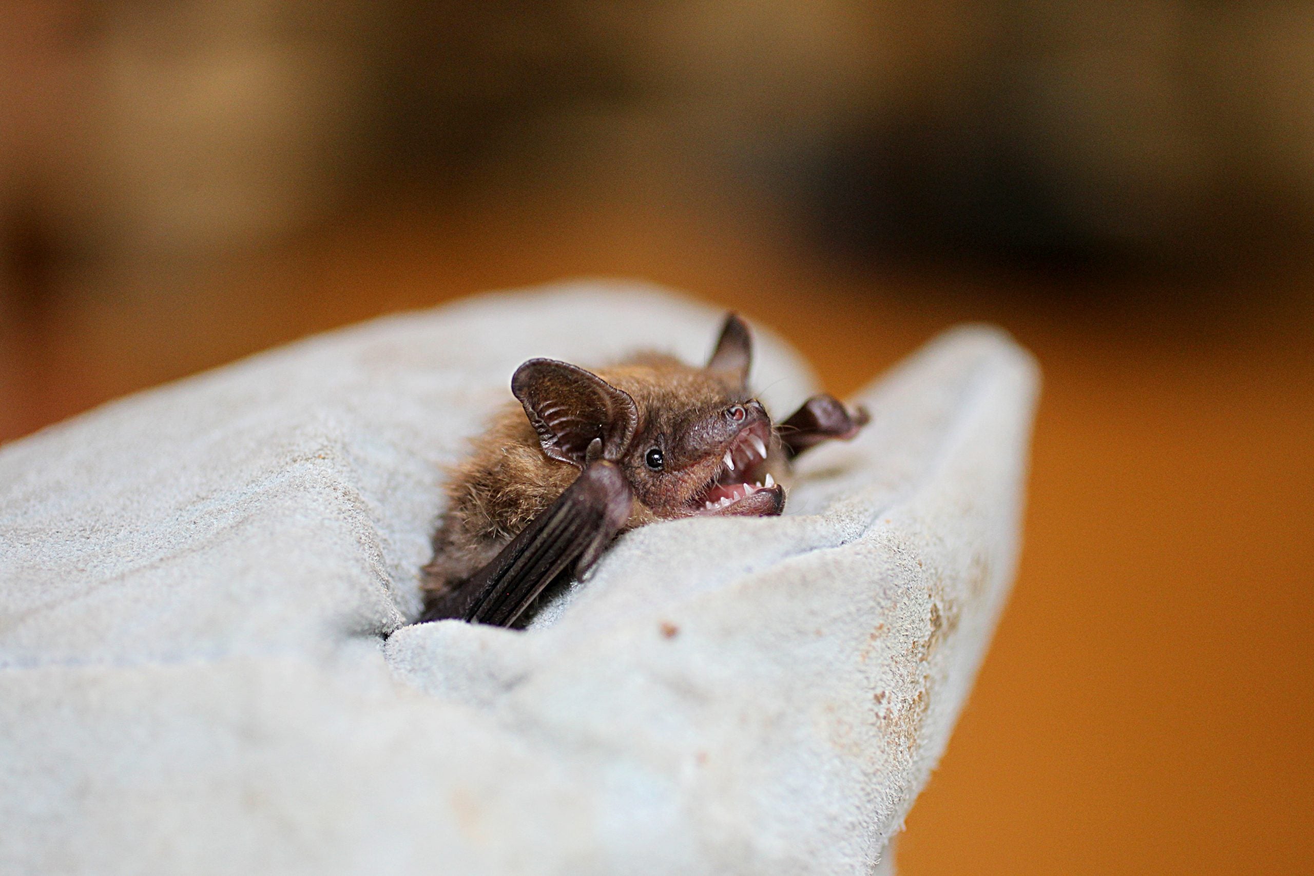 Rabies concerns grow after record number of infected bats found in Los ...