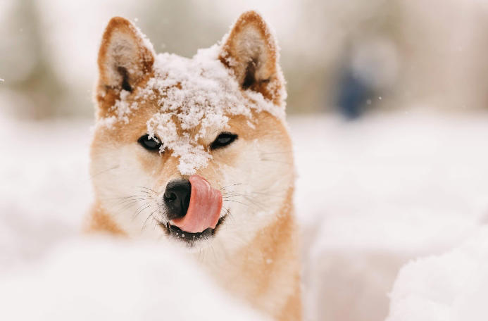 Winter dog safety guide: Frostbite, antifreeze, and cold-weather hazards