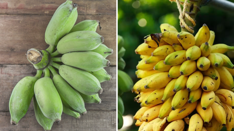 Which is better for digestion, blood sugar and weight loss?