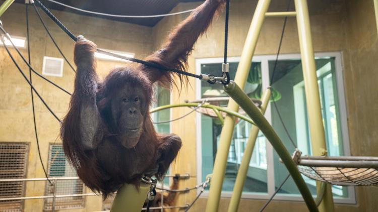 Cleveland Metroparks Zoo opens new Primate Forest experience: Here’s a ...
