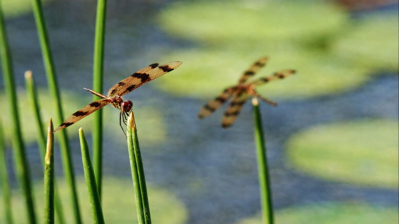 Dragonflies catch more than 95% of their airborne prey - even falcons ...