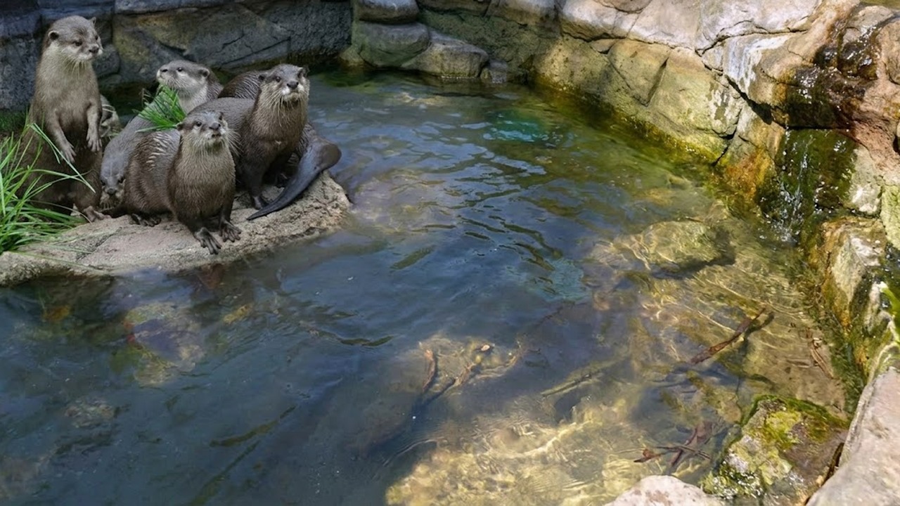 Pool cleaners drain and wash six otters' Hertfordshire zoo pool