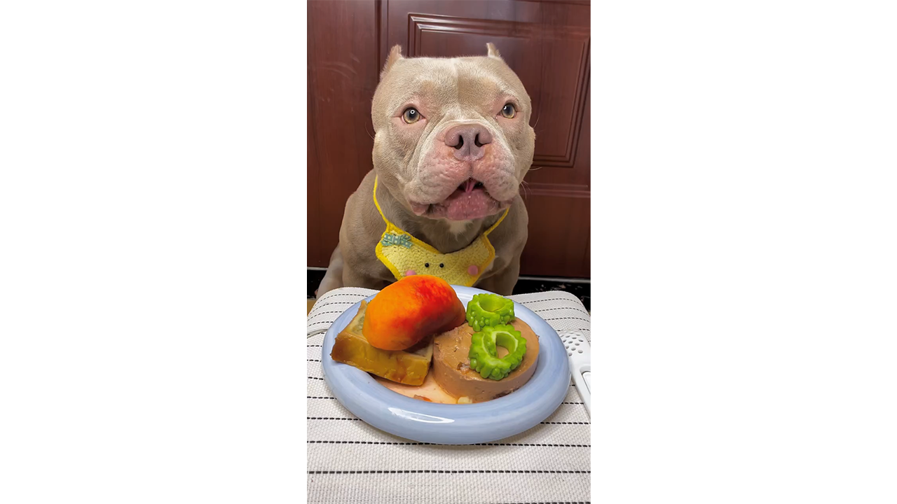 Curious pit bull eyeing fresh mango and bitter melon