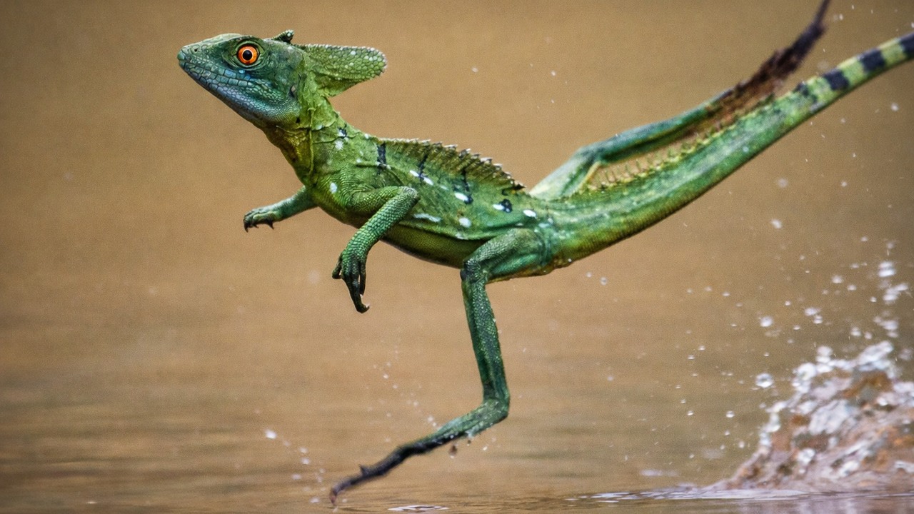 Watch how a basilisk lizard runs 15 feet across water in one second