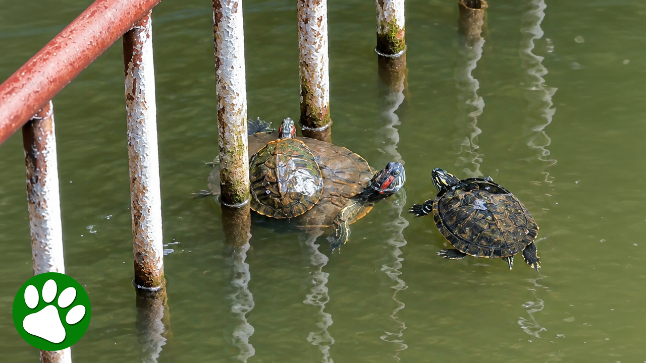Hero turtles rush to save struggling friend