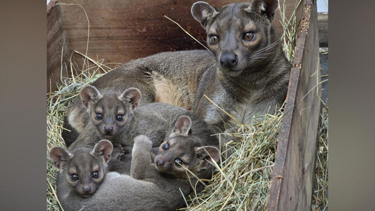 Zoo welcomes troublesome trio of baby fossas