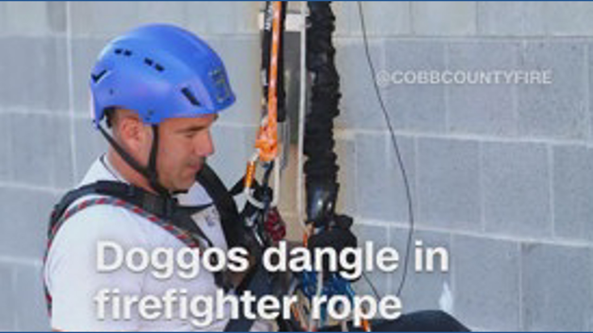 Dogs dangle in firefighter rope training