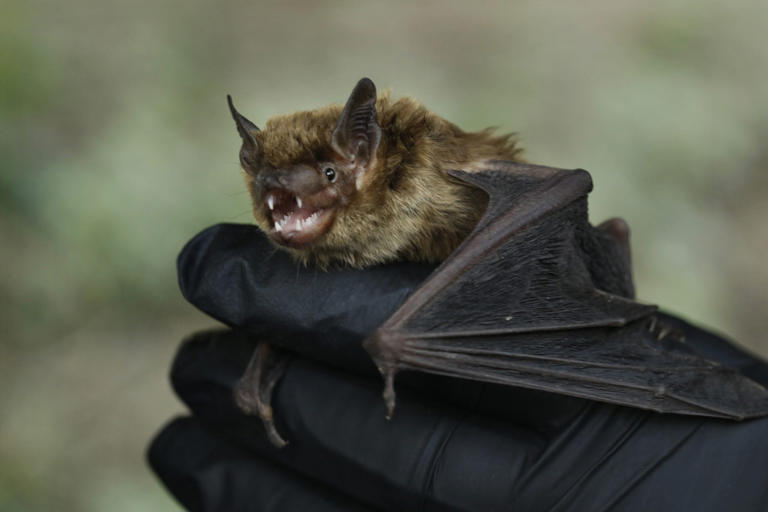 Rabies concerns grow after record number of infected bats found in Los ...