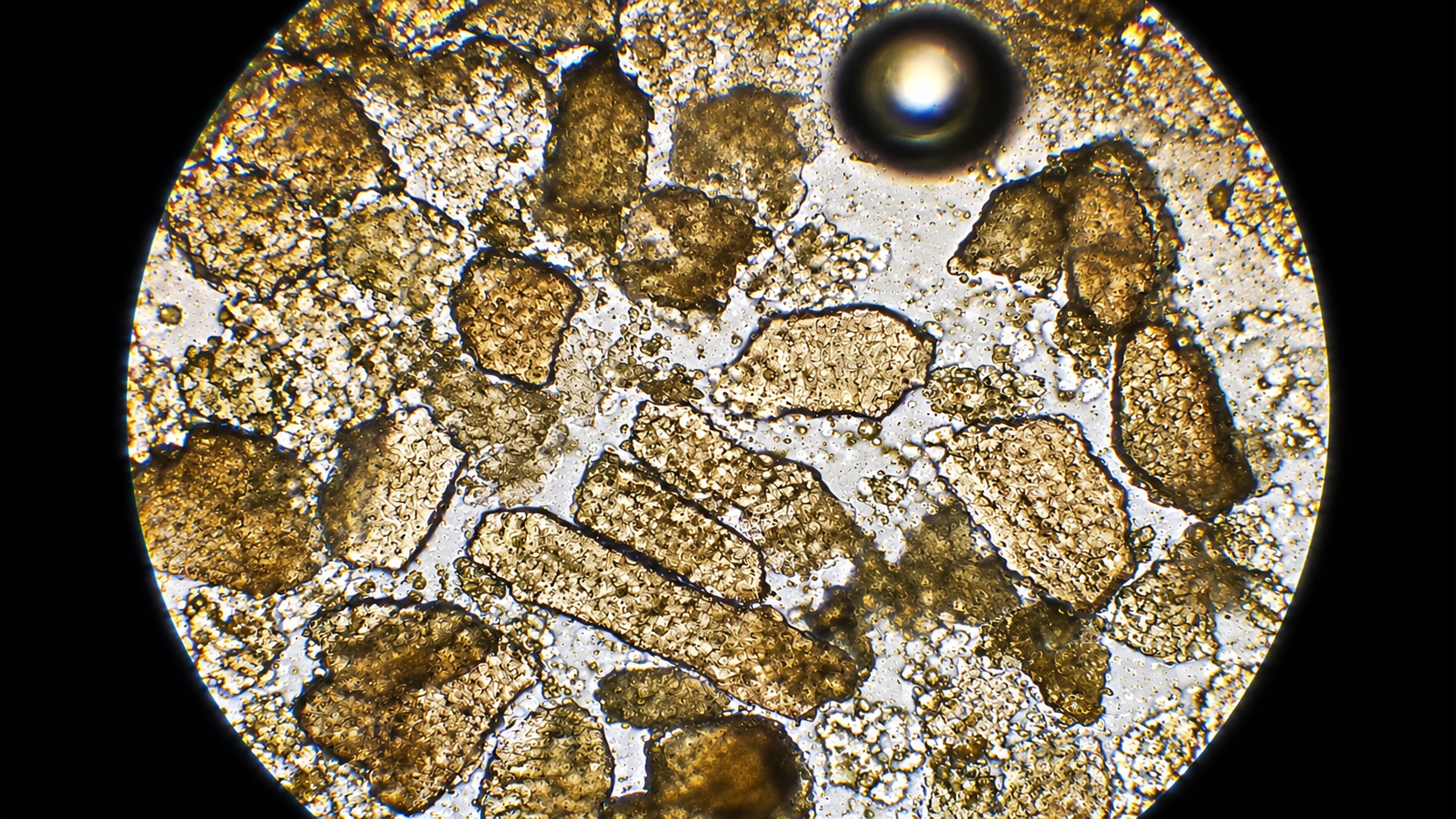 Microscope experiments reveal hidden science in medicine chemistry and ...