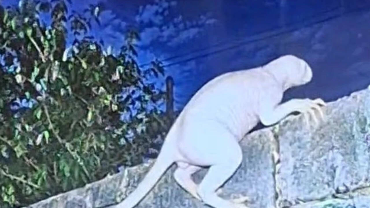 Mysterious creature sparks theories: UFO investigator claims unknown ...