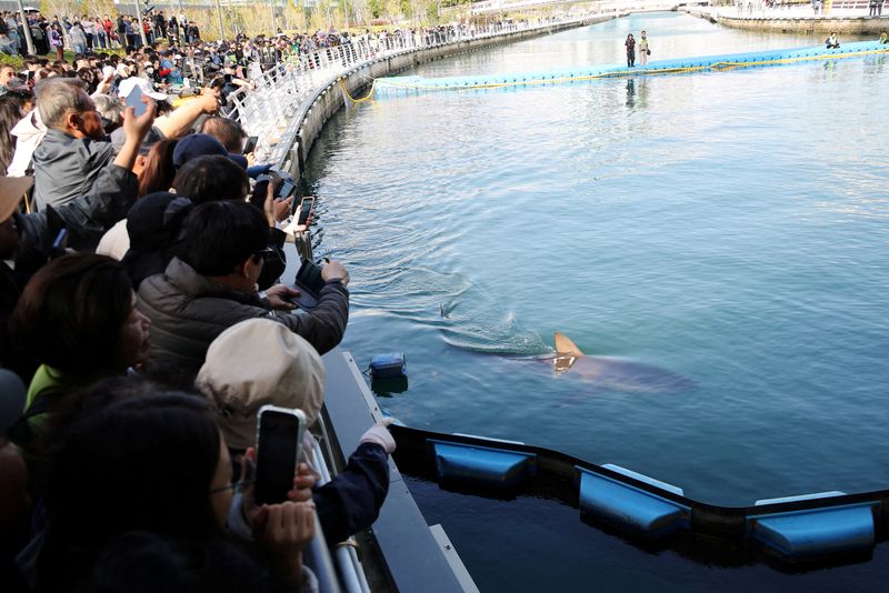 Shark nicknamed 'Bukangi' returns to sea after third rescue attempt in ...