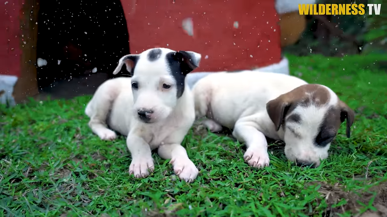 Hungry, shaking puppies had nowhere to go, then we tried to save them ...