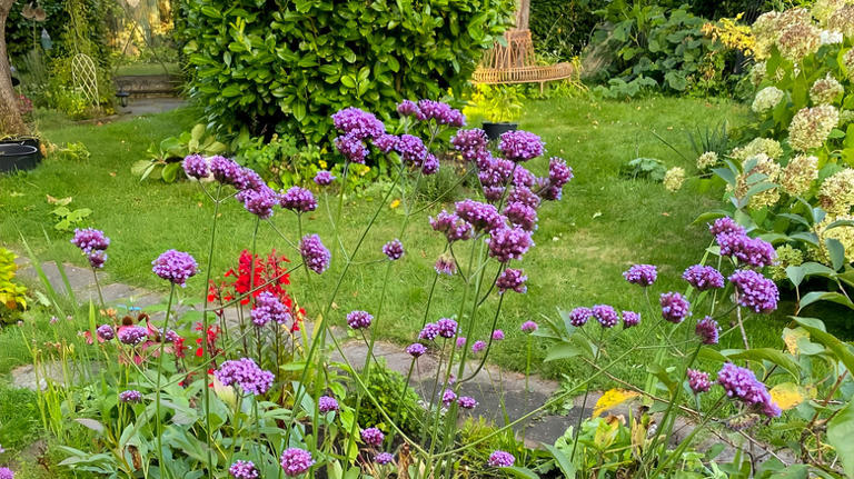 How to divide perennial verbena in fall to give yourself more plants ...