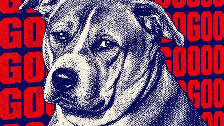 Why the viral ‘fat dogs’ competition trend could be bad news for ...