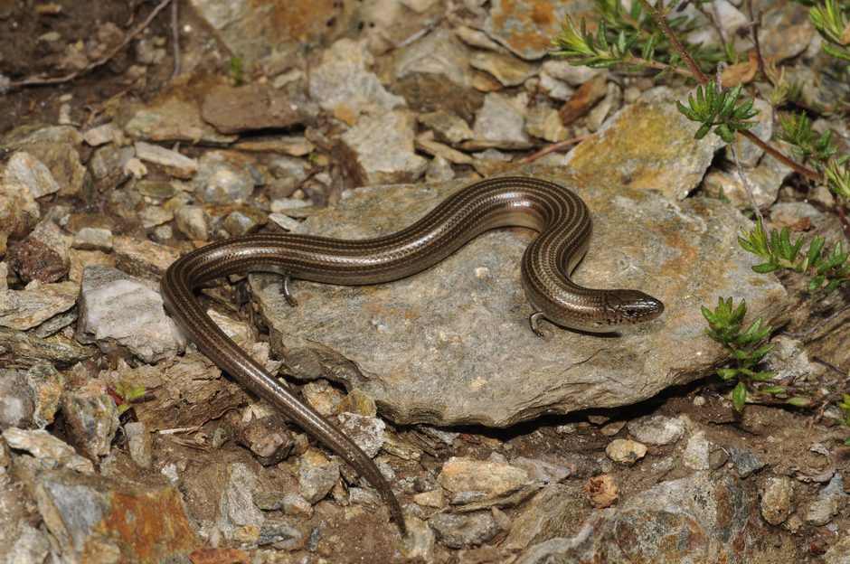 They might look like snakes, act like snakes – but don't be fooled ...