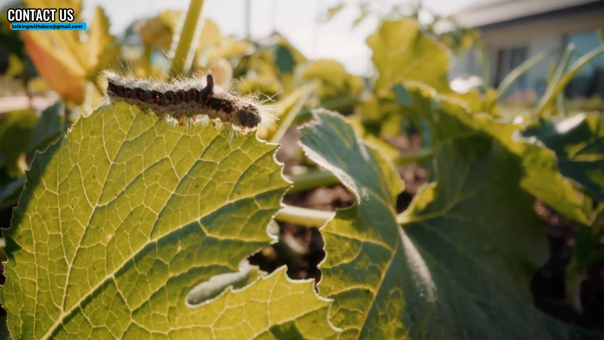 Doctors explain the research on prunes and protecting bone strength
